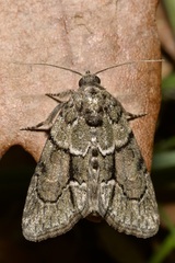 Cryphia fraudatricula