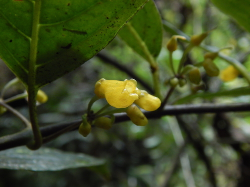 Besleria kalbreyeri