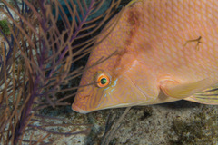 Lachnolaimus maximus