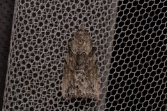 Calathusa basicunea