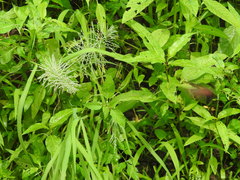 Diplachne fusca