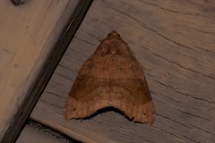 Bastilla hamatilis