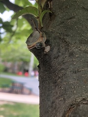 Eulecanium cerasorum