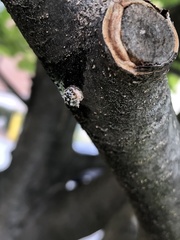 Eulecanium cerasorum