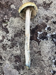 Psilocybe chuxiongensis