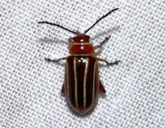 Disonycha conjugata