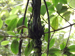 Chamaedorea linearis