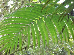 Chamaedorea linearis