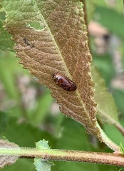 Penthimia americana