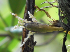 Chamaedorea linearis