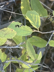 Grewia retinervis