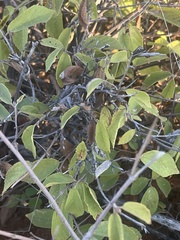 Grewia retinervis