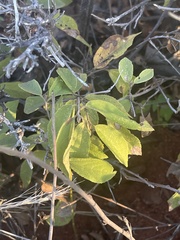 Grewia retinervis