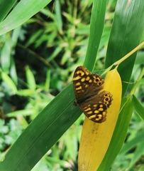 Pararge aegeria