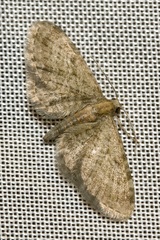 Eupithecia haworthiata