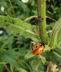 Coccinella septempunctata