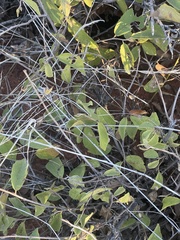 Grewia retinervis