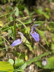 Brillantaisia