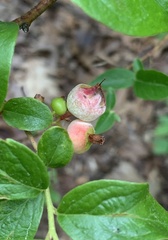 Monilinia vaccinii-corymbosi