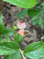 Monilinia vaccinii-corymbosi
