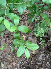 Monilinia vaccinii-corymbosi