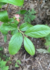 Monilinia vaccinii-corymbosi