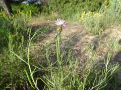 Centaurea aspera