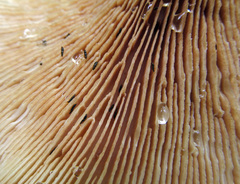 Neolentinus degener