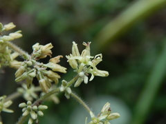 Heliocarpus americanus