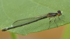 Enallagma geminatum