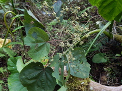 Heliocarpus americanus