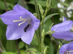Chelostoma rapunculi