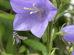 Chelostoma rapunculi