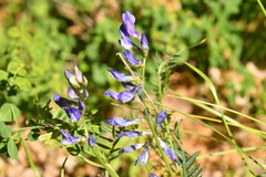 Vicia onobrychioides