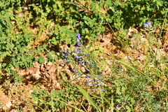 Vicia onobrychioides