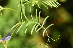 Vicia onobrychioides