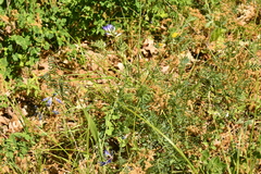 Vicia onobrychioides