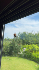 Eristalinus taeniops