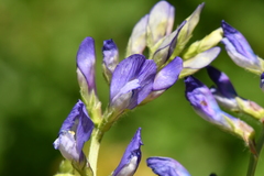 Vicia onobrychioides