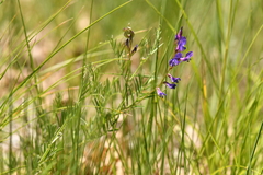 Vicia onobrychioides