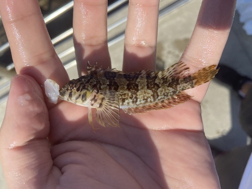Delalandes schubslijmvis (Malacoctenus delalandii) — Labrisomidae — 2