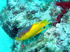 Bodianus rufus