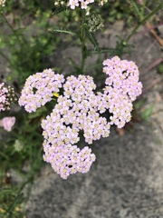 Achillea millefolium