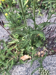 Achillea millefolium