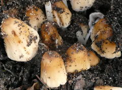 Coprinellus truncorum