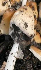 Coprinellus truncorum