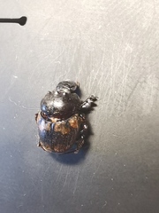 Onthophagus trituber