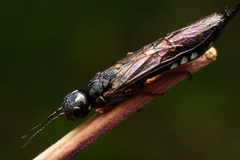 Xiphydria