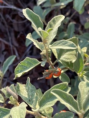 Solanum catombelense