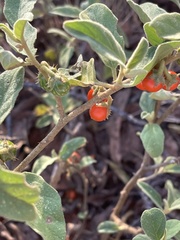 Solanum catombelense
